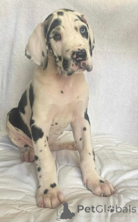 Photo №2 to announcement № 137317 for the sale of great dane - buy in Serbia breeder