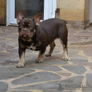 Photo №4. I will sell french bulldog in the city of Gomel. breeder - price - Is free