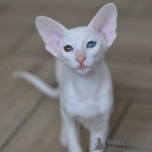 Photo №1. oriental shorthair - for sale in the city of Афины | negotiated | Announcement № 92632