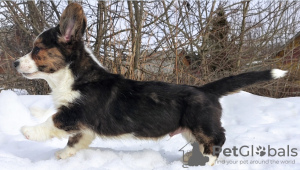 Photo №2 to announcement № 9707 for the sale of welsh corgi - buy in Russian Federation from nursery
