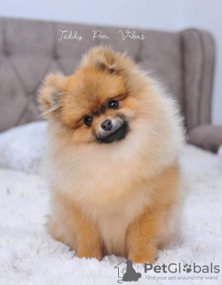 Photo №4. I will sell pomeranian in the city of Werbass. breeder - price - negotiated