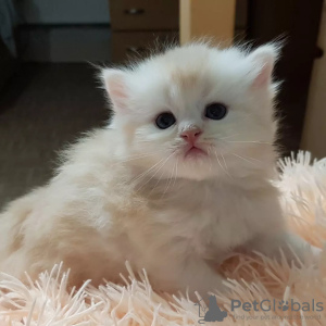 Photo №1. scottish fold - for sale in the city of Minsk | negotiated | Announcement № 62907