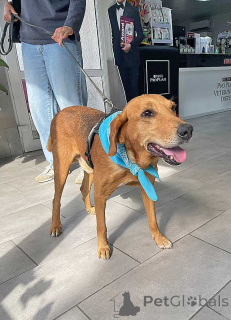 Photo №3. Kind, gentle dog Ryzhulik, Russian Hound mix as a gift. Russian Federation