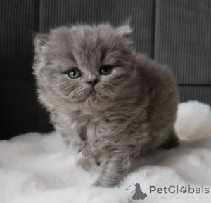 Photo №2 to announcement № 164833 for the sale of british shorthair - buy in Finland private announcement, breeder