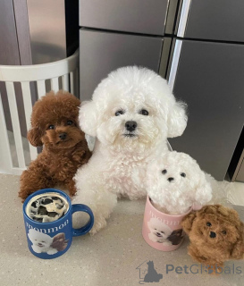 Photo №1. bichon frise - for sale in the city of Бернау | 424$ | Announcement № 140718