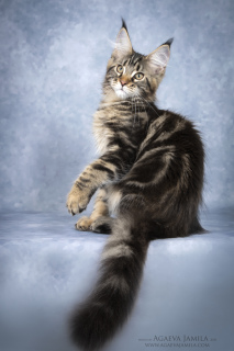 Photo №4. I will sell maine coon in the city of Москва. from nursery - price - 559$