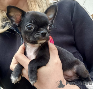 Photo №2 to announcement № 167438 for the sale of chihuahua - buy in Poland breeder
