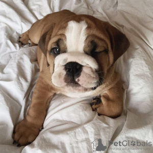 Photo №2 to announcement № 107193 for the sale of english bulldog - buy in Germany breeder