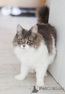 Photo №1.  - for sale in the city of Domodedovo | Is free | Announcement № 151212