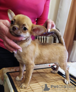 Additional photos: handsome red chihuahua gsh boy