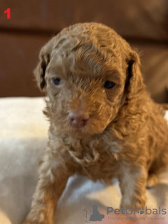 Photo №4. I will sell maltipu in the city of Bielefeld.  - price - 1694$