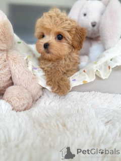 Photo №1. maltipu - for sale in the city of Berlin | negotiated | Announcement № 163590