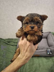 Photo №4. I will sell beaver yorkshire terrier, yorkshire terrier in the city of Daugavpils. private announcement, from nursery - price - 671$