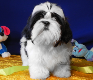 Photo №1. shih tzu - for sale in the city of Donetsk | 800$ | Announcement № 5758