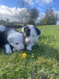 Photo №1. border collie - for sale in the city of Ewing Township | 260$ | Announcement № 77813