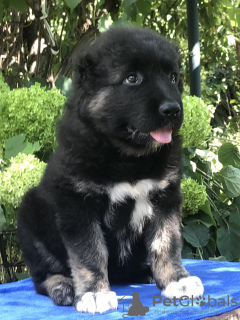 Additional photos: Caucasian Shepherd puppies. KSU.