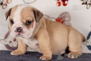 Photo №1. english bulldog - for sale in the city of Los Angeles | Is free | Announcement № 52132