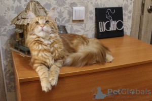 Photo №4. I will sell maine coon in the city of Tyumen. from nursery - price - 966$