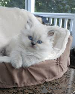 Photo №2 to announcement № 165517 for the sale of himalayan cat - buy in France private announcement, breeder