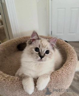 Photo №2 to announcement № 159052 for the sale of ragdoll - buy in Germany from the shelter, breeder