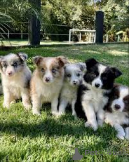 Photo №1. border collie - for sale in the city of Brussels | 826$ | Announcement № 167716