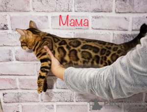 Photo №4. I will sell bengal cat in the city of Dnipro. from nursery - price - 1100$