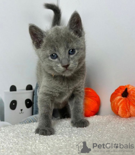 Photo №2 to announcement № 83551 for the sale of russian blue - buy in United States private announcement