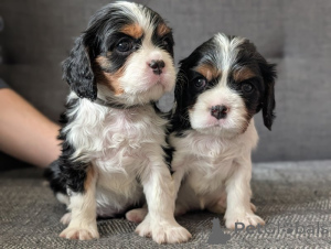 Photo №1. cavalier king charles spaniel - for sale in the city of Remich | negotiated | Announcement № 166994