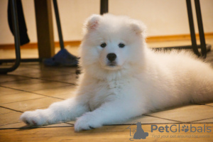 Photo №2 to announcement № 91608 for the sale of samoyed dog - buy in Germany 