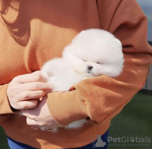 Photo №3. Cute tinny teacup Pomeranian puppy. United States