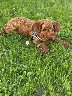 Additional photos: Puppy toy poodle redbrown