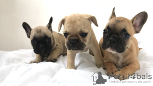 Photo №1. french bulldog - for sale in the city of Луцк | negotiated | Announcement № 7189