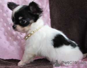 Photo №4. I will sell chihuahua in the city of Cheung Sha. private announcement, breeder - price - negotiated