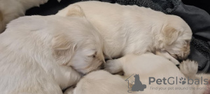 Photo №1. golden retriever - for sale in the city of Los Angeles | 700$ | Announcement № 108832