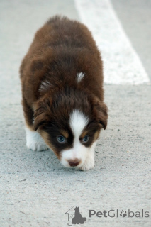 Photo №4. I will sell miniature american shepherd (aussie) in the city of Gdynia. private announcement - price - 2353$