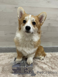 Photo №2 to announcement № 41302 for the sale of welsh corgi - buy in Russian Federation from nursery