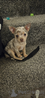 Additional photos: chihuahua KC Registered