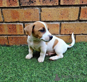 Photo №1. jack russell terrier - for sale in the city of Barsbüttel | negotiated | Announcement № 169308