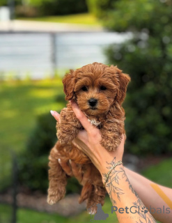 Photo №1. poodle (toy) - for sale in the city of 665 Site Colonia | negotiated | Announcement № 154284