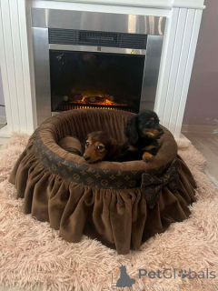 Photo №2 to announcement № 165686 for the sale of dachshund - buy in Serbia 