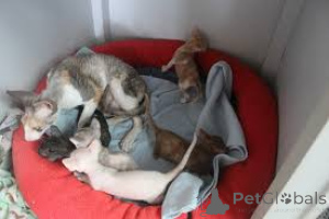 Photo №1. cornish rex - for sale in the city of Brussels | 516$ | Announcement № 161626