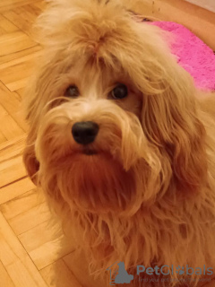 Photo №4. I will sell havanese dog in the city of Belgrade.  - price - negotiated