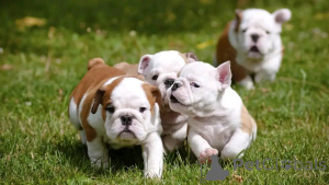 Photo №4. I will sell english bulldog in the city of Berlin. breeder - price - 471$