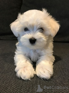 Photo №1. maltese dog - for sale in the city of Pennsylvania Furnace | 350$ | Announcement № 127566