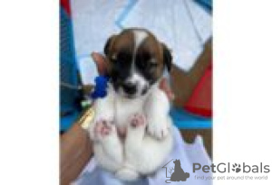 Photo №1. jack russell terrier - for sale in the city of Berlin | Is free | Announcement № 126944