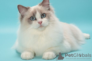 Photo №1. ragdoll - for sale in the city of Пютте | Is free | Announcement № 128939