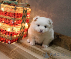 Photo №1. pomeranian - for sale in the city of Basel | Is free | Announcement № 17403