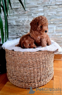 Photo №4. I will sell poodle (toy) in the city of Панчево. breeder - price - negotiated