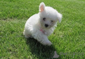 Photo №2 to announcement № 170659 for the sale of bichon frise - buy in Czech Republic 