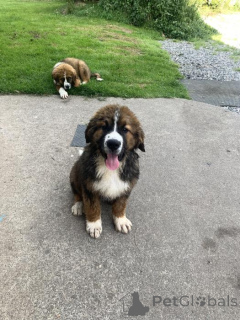 Photo №3. Border Collie Puppies Kc Registered. France